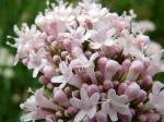 valeriana